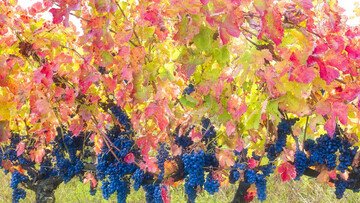 Basilicata Coast to Coast nel calice. I vitigni autoctoni lucani da conoscere