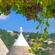 Puglia oltre Primitivo e Negroamaro: i vitigni autoctoni da conoscere