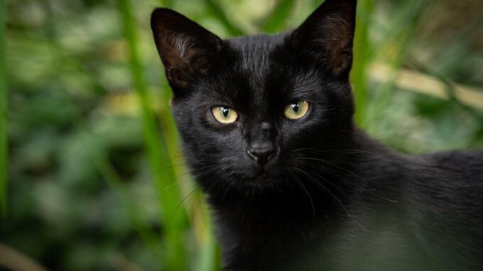 Sai perché la Spagna ha vietato i gatti neri? 