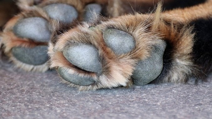 Una ricca famiglia paga circa €68.000, con casa gratis, a chi si prende cura del loro animale domestico