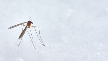 Malaria in Italia, più rischi nel 2023: sintomi e conseguenze