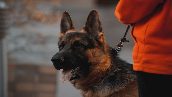 Come adottare un cane poliziotto in pensione