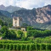 Vitigni estremi. I tesori autoctoni della Valle d'Aosta, dove il vino sfida la montagna