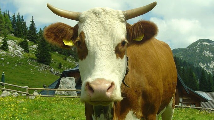 Allarme mucca pazza negli Stati Uniti? Ecco cosa c'è di vero