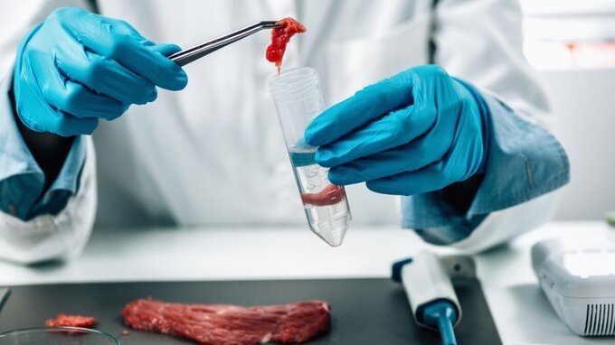 Stop alla carne sintetica, il governo Meloni prepara multe fino a 60mila euro: può davvero fermare il cibo in provetta?