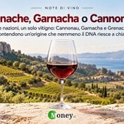 Grenache, Garnacha o Cannonau? Il vitigno mediterraneo che unisce Francia, Spagna e Italia