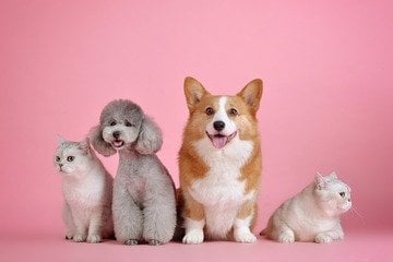 Multe fino a 50.000 euro per chi lascia il proprio animale domestico da solo in questi casi 