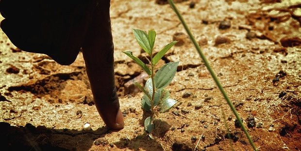 Ecosia è il motore di ricerca che usa i profitti per piantare alberi. Come funziona