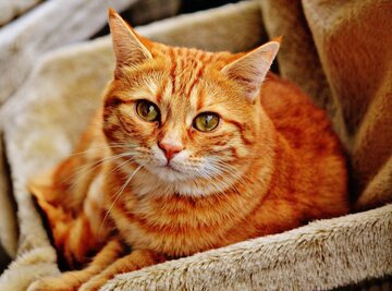 Quanto costa sterilizzare un gatto?