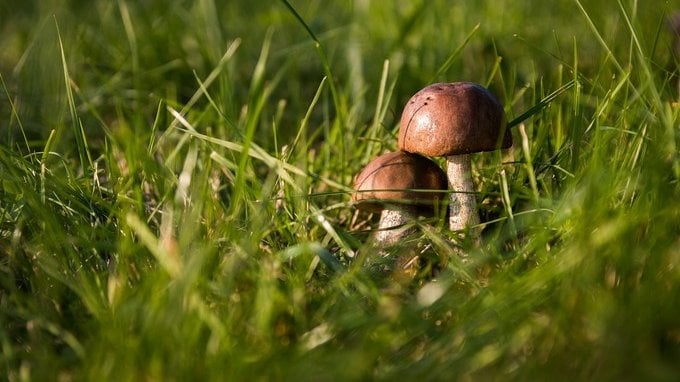 Patentino per la raccolta dei funghi o permesso, quali sono le regole? 