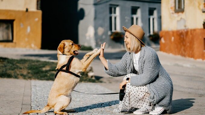 Come diventare dog sitter: quanto guadagna e cosa fa. Serve la Partita Iva? 