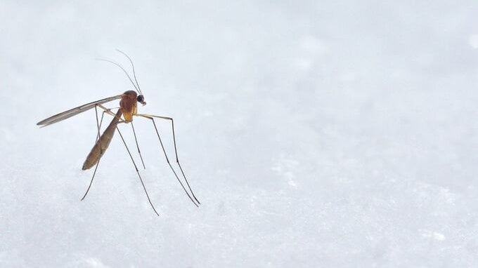 Dengue in Italia, lista Regioni a rischio e il piano del governo