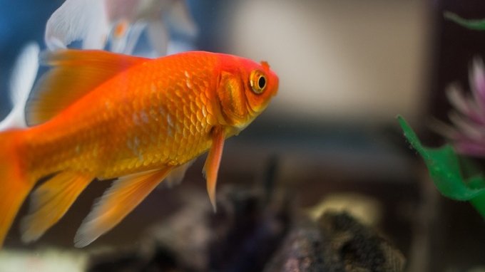 Pesce d'aprile 2021 su WhatsApp: scherzi, app e immagini migliori 
