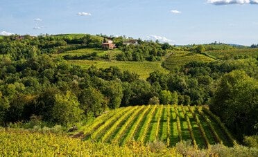 Tra flysch e magredi, i vitigni autoctoni che raccontano il Friuli Venezia Giulia