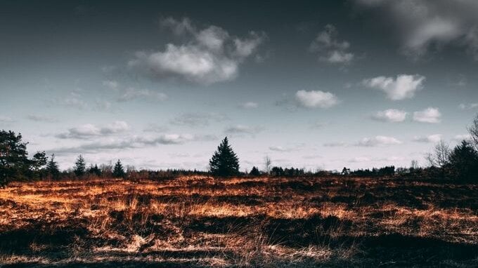  Nel 2020 deforestazione record in tutto il mondo