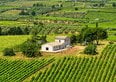 Vino del Lazio: perché la biodiversità non basta? Svelati i due binari che ci dividono dai rivali stranieri (e non solo)