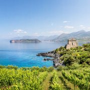 Calabria del vino: i vitigni autoctoni che raccontano la Magna Grecia