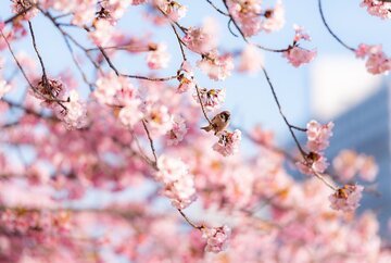 Quando arriva la primavera 2023: data, orario equinozio, significato e appuntamenti più importanti