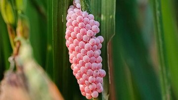 Ecco perché le uova rosa della lumaca mela sono pericolose
