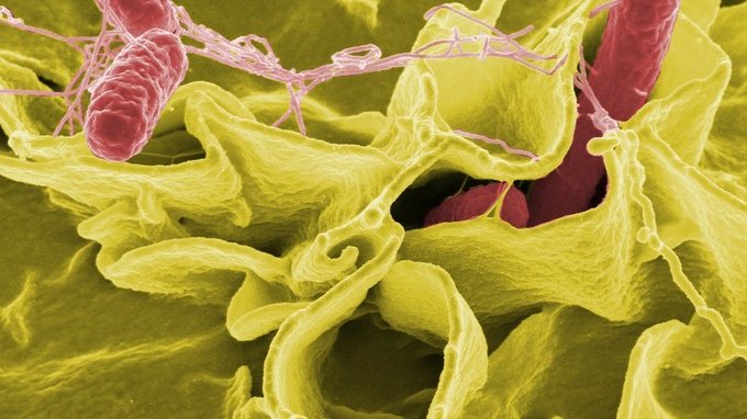 Salmonella: cos'è, cosa si rischia e dove si trova