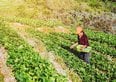 Bonus agricoltura giovani, come ottenere 70.000 euro per l'avviamento