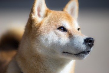 Dogecoin torna a volare, +36% in un giorno. I motivi del rally