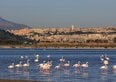 Top 10 aziende di Cagliari per fatturato, un'economia fortemente orientata ai servizi