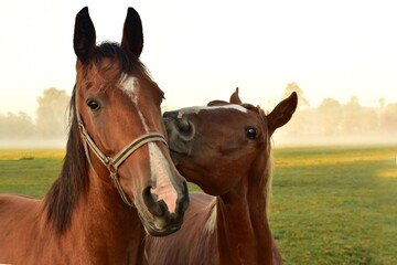 La carne di cavallo diventa vietata in Europa? Facciamo chiarezza