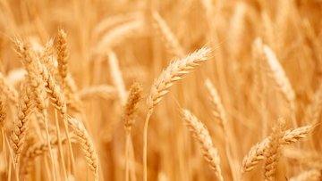 Cosa ci dicono gli ultimi dati sui raccolti del grano?