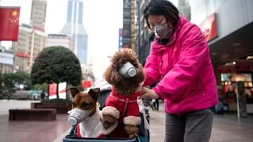 Coronavirus: anche per cani e gatti serve il distanziamento sociale?