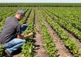 Terreni agricoli a prezzi ridotti e pagamento trentennale