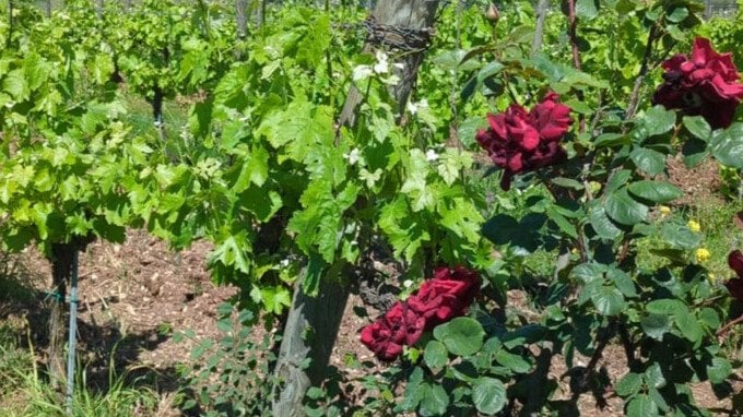 Bonus agricoltura, in arrivo 100.000 euro per primo insediamento