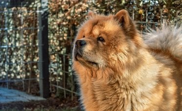 Nuove regole per i proprietari di cani e gatti. L'Ue le ha introdotte ad aprile