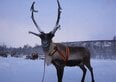 Offerte di lavoro in Lapponia per Natale 2026, cercano assistenti e autisti. Alloggio e viaggio pagati