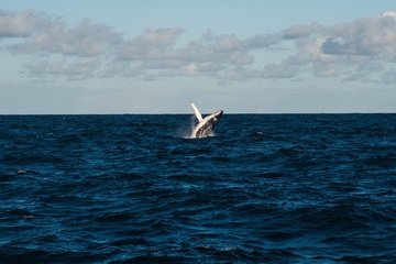 Perché la balena vista in Italia rischia di essere soppressa