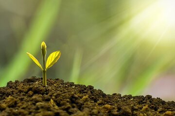 I fondi di investimento sono a caccia di terreni agricoli. Ecco perché