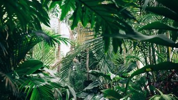 Due quinti delle piante sono a rischio estinzione: il triste report sulla flora mondiale