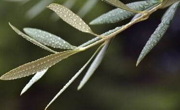 Buona Domenica delle Palme 2026: frasi e auguri migliori per WhatsApp