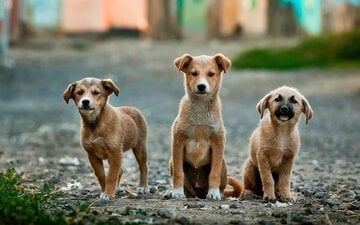Vietato tenere cani e gatti su terrazze o balconi. Fino a 200.000 euro di multa in questo Paese