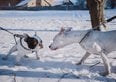 Cani vietati in Italia, ecco la lista delle razze pericolose