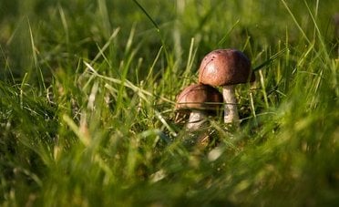 Regolamento funghi 2026, date, permesso e multe 