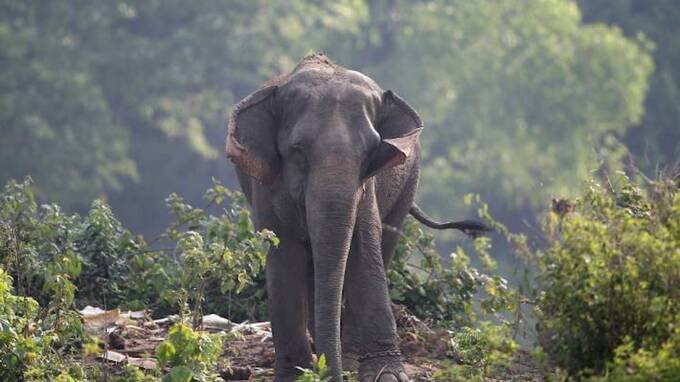 Minacce di “guerra” alla Germania, ma a colpi di elefante