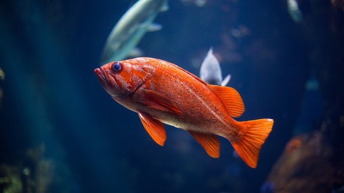 Quando apre davvero l'acquario di Roma