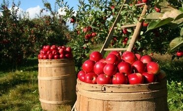 La Serbia cerca lavoratori. 50 euro al giorno, alloggio e tre pasti inclusi	