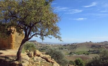 Bonus agricoltura 2026, come ottenere 794 euro per ogni ettaro. Istruzioni