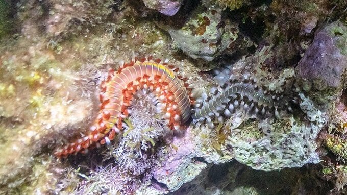 Vermocane arriva in Italia, cos'è, dove si trova e quanto è pericoloso
