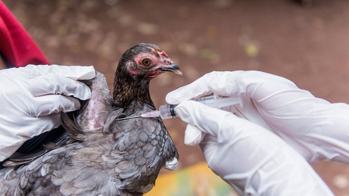 Aviaria, confermato il salto di specie: quali rischi per l'uomo?