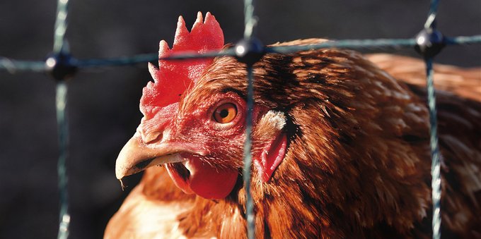 Perché l'influenza aviaria preoccupa gli scienziati