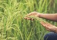 Siccità in Italia, il riso è a rischio. Perché la mancanza d'acqua può far aumentare il prezzo