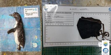 Pinguino muore a causa di una mascherina: la triste storia dell'inquinamento Covid